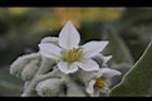 山煙草-白花02.jpg