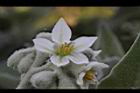 山煙草-白花03.jpg