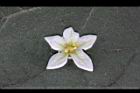 山煙草-白花08.jpg