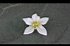 山煙草-白花09.jpg
