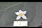 山煙草-白花11.jpg