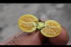 山煙草-種子01.jpg