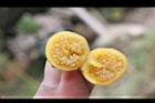 山煙草-種子05.jpg