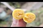 山煙草-種子07.jpg