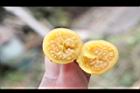山煙草-種子08.jpg