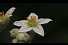 山煙草-花04.JPG