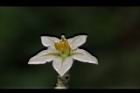 山煙草-花07.JPG