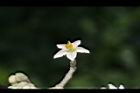 山煙草-花08.JPG