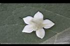 山煙草-花萼01.jpg