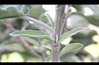 山煙草-莖06.jpg