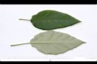 山煙草-葉05.JPG
