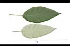 山煙草-葉06.JPG