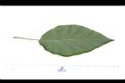 山煙草-葉正03.JPG