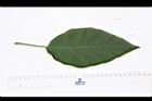 山煙草-葉正05.JPG