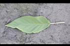 山煙草-葉正10.jpg