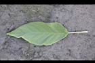 山煙草-葉正11.jpg