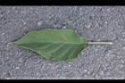 山煙草-葉正16.jpg