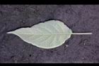 山煙草-葉背11.jpg