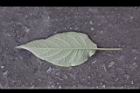 山煙草-葉背16.jpg