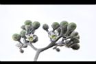山煙草-青實05.jpg