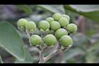 山煙草-青實16.jpg