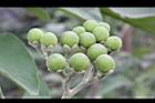 山煙草-青實17.jpg