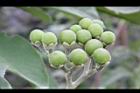 山煙草-青實19.jpg