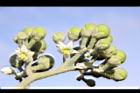 山煙草-青實21.jpg