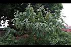 山煙草04.JPG