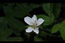 山牻牛兒苗-花02.JPG