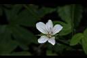 山牻牛兒苗-花03.JPG