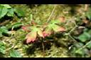 山牻牛兒苗-葉01.JPG