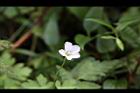 山牻牛兒苗-花09.JPG