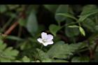 山牻牛兒苗-花10.JPG