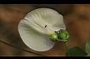 山珠豆-花背0.jpg