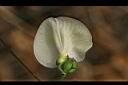 山珠豆-花背1.jpg