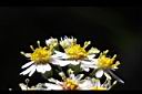 山白蘭-花18.jpg
