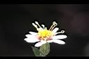 山白蘭-花23.jpg