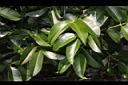 山竹-葉03.JPG
