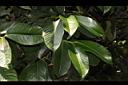 山竹-葉04.JPG
