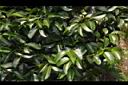 山竹02.JPG
