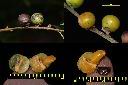 山紅柿-實-種子1.jpg