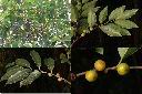 山紅柿-實2.jpg
