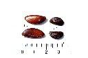 山紅柿-種子10.JPG