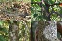 山紅柿-莖1.jpg