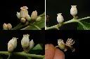 山紅柿-雄花1.jpg