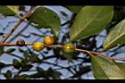山紅柿-實68.JPG