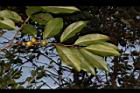 山紅柿-實70.JPG