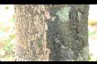 山紅柿-莖08.JPG