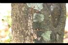 山紅柿-莖09.JPG